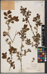 Foto von Salix aurita L.